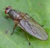 Dryomyza flaveola